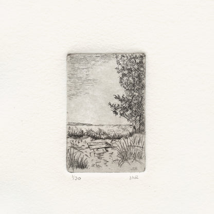 Dune Grasses